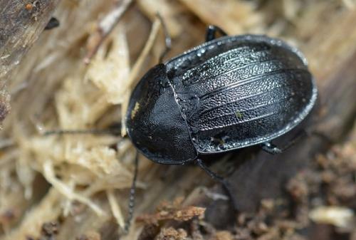 Phosphuga atrata